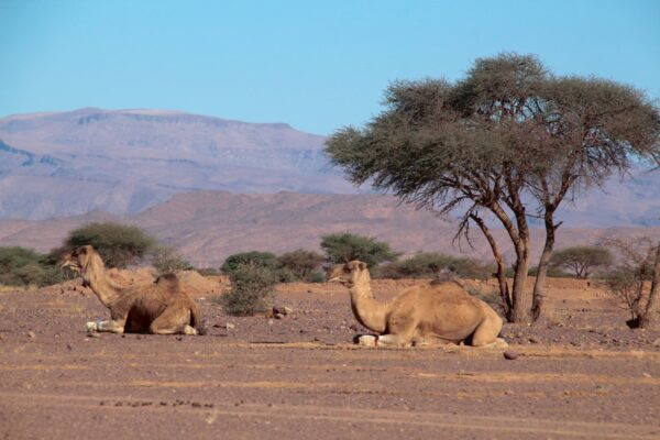 maroc desert