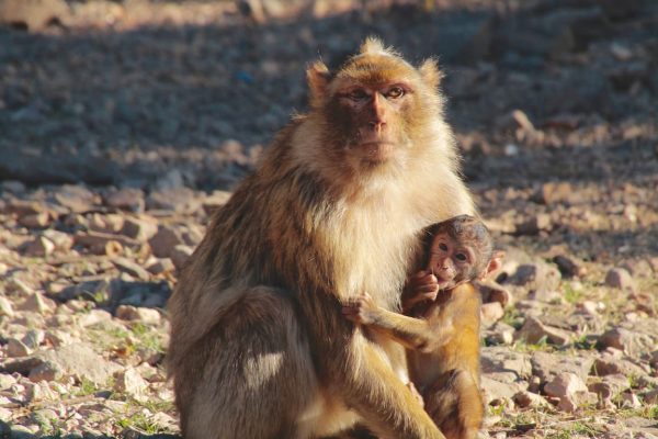 singes maroc